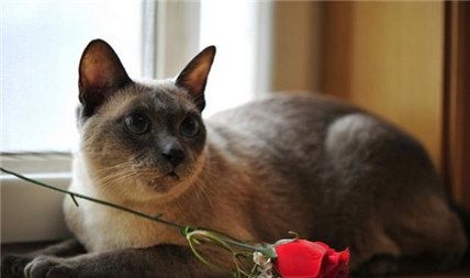 可爱母狮子图片大全可爱 可爱的蝴蝶壁图片大全