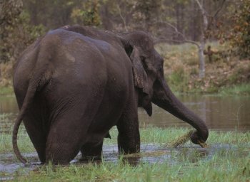 野生大象图片 野生大象图片