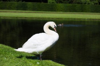 优雅的白天鹅图片 美丽优雅的白天鹅图片