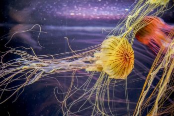 绚丽唯美的的水母图片