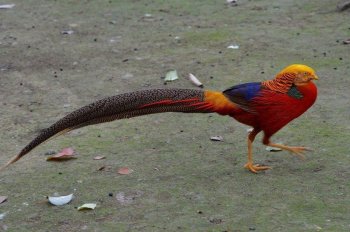 精选鸟类高清大图