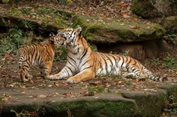 大老虎图片 野外老虎图片