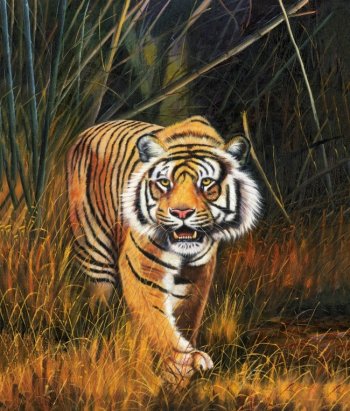 猛老虎图片 野外老虎图片