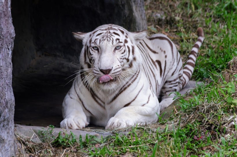 老虎和小老虎图片 老虎背景墙图片