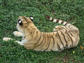 高清老虎图片 老虎高清近照图片