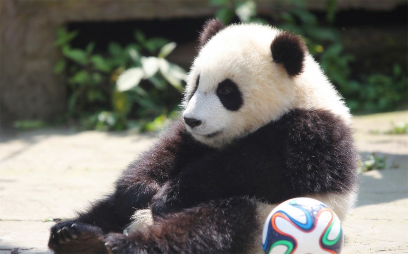 熊猫图片 淘气的熊猫图片
