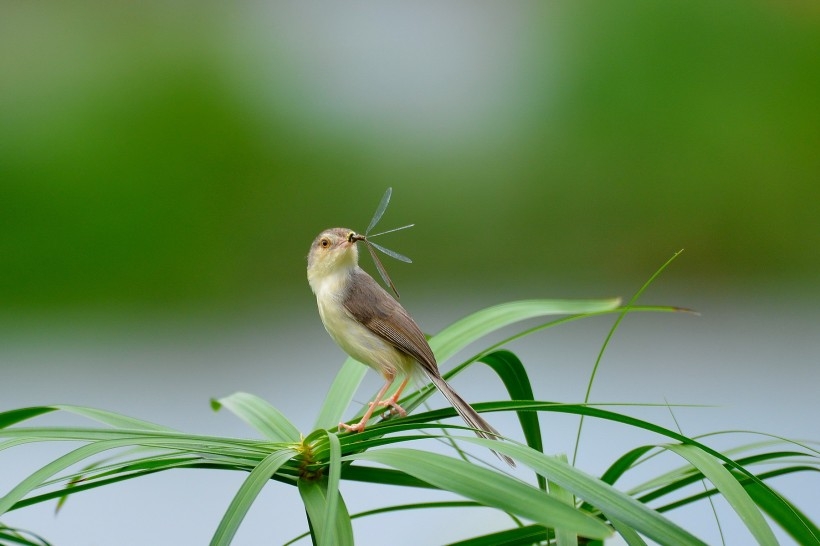 最小的猫图片 小小的柳莺图片