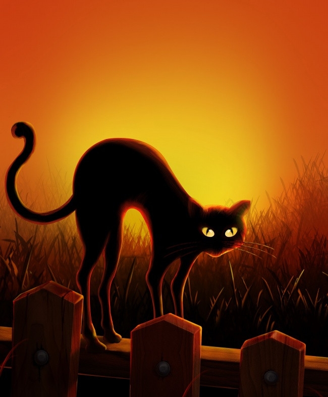 真黑猫图片 神秘的黑猫图片