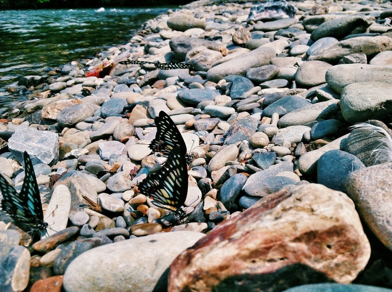 小清新猫图片 清新唯美蝴蝶图片