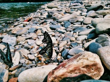 小清新猫图片 清新唯美蝴蝶图片