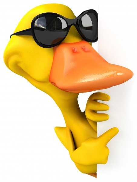 小黄猫图片 一只小黄猫图片