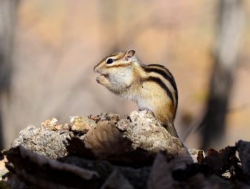 小花猫图片 探头的小花猫图片