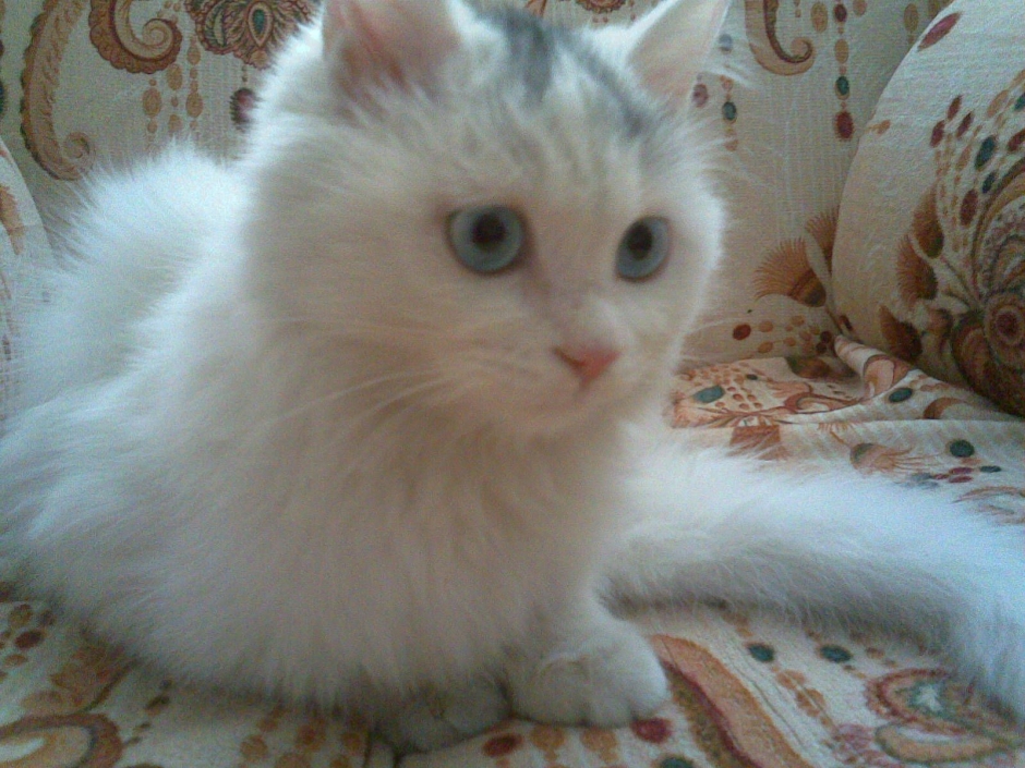 小白猫图片 白猫图片