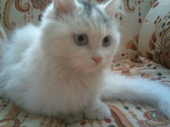 小白猫图片 白猫图片