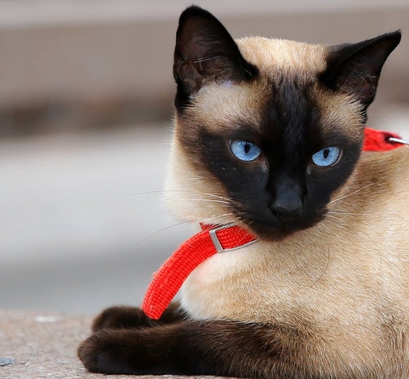 暹罗猫图片 印度暹罗猫图片