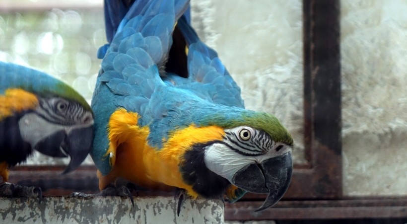 淘气猫图片 淘气的松鼠猴图片