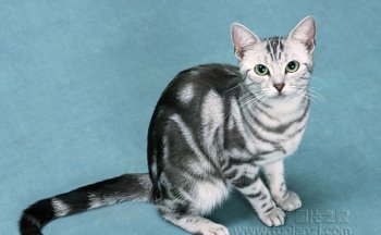 美国短毛蓝猫图片 美国短毛猫图片
