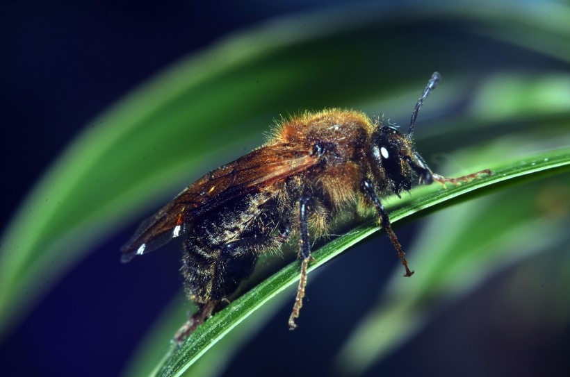 猫图片 银喉长尾山雀鸟类图片