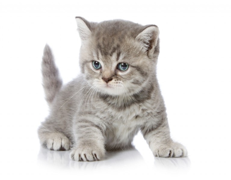 可爱的小猫图片 可爱的小猫图片