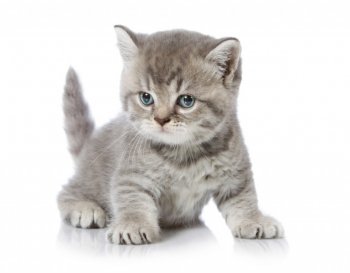 可爱的小猫图片 可爱的小猫图片