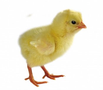 可爱的猫图片 可爱的松鼠图片