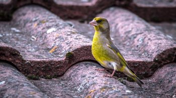 金黄猫图片 金黄色毛毛虫图片