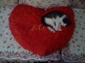 花猫图片 三只可爱小花猫高清图片