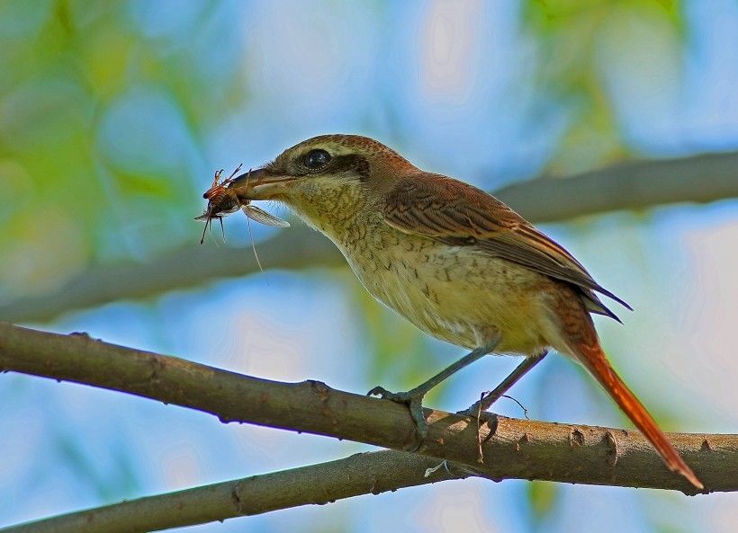 虎纹猫图片 虎纹伯劳图片