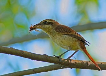 虎纹猫图片 虎纹伯劳图片