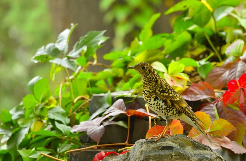 虎斑猫图片 虎斑地鸫鸟类图片