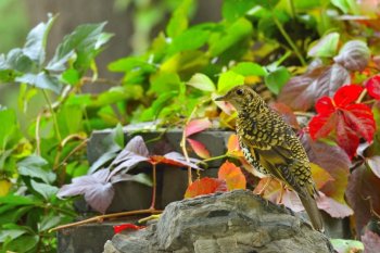 黑虎斑猫图片 虎斑猫图片