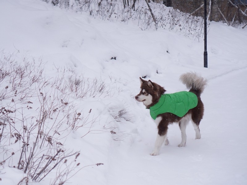 哈士奇和猫图片 可爱的哈士奇图片