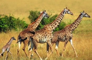 高清猫图片 草地上的大象高清图片