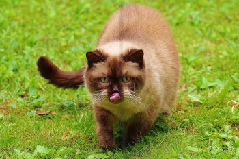 短毛猫图片 短毛猫高清图片