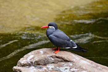 纯白色的猫图片 蝴蝶标本图片