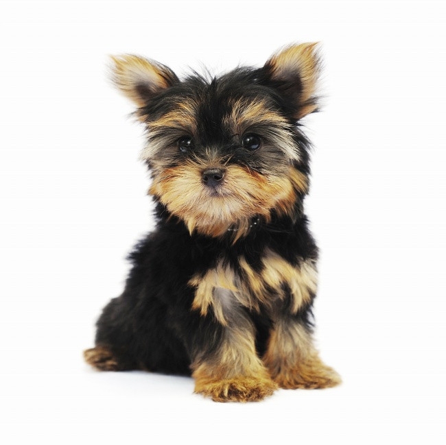 宠物猫图片 咬着球的宠物狗图片