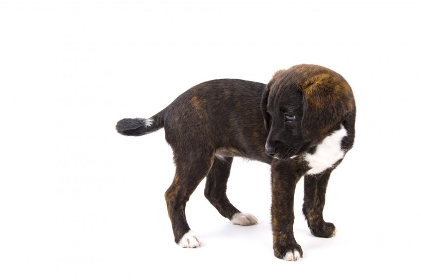 白色猫图片 蝴蝶标本图片