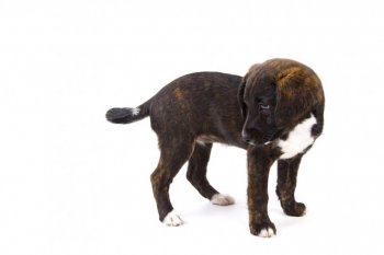 白色猫图片 蝴蝶标本图片