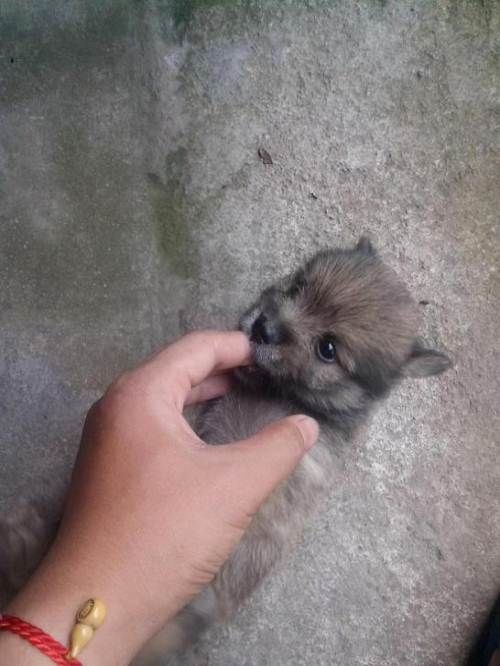 宠物猫图片大全 宠物图片大全