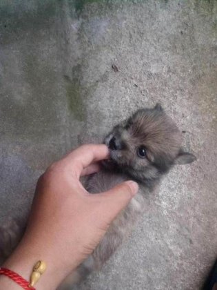 宠物猫图片大全 宠物图片大全