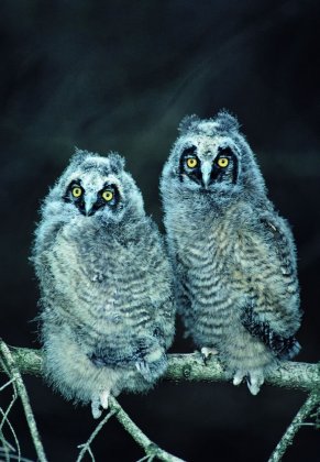 大猫头鹰图片 猫头鹰图片