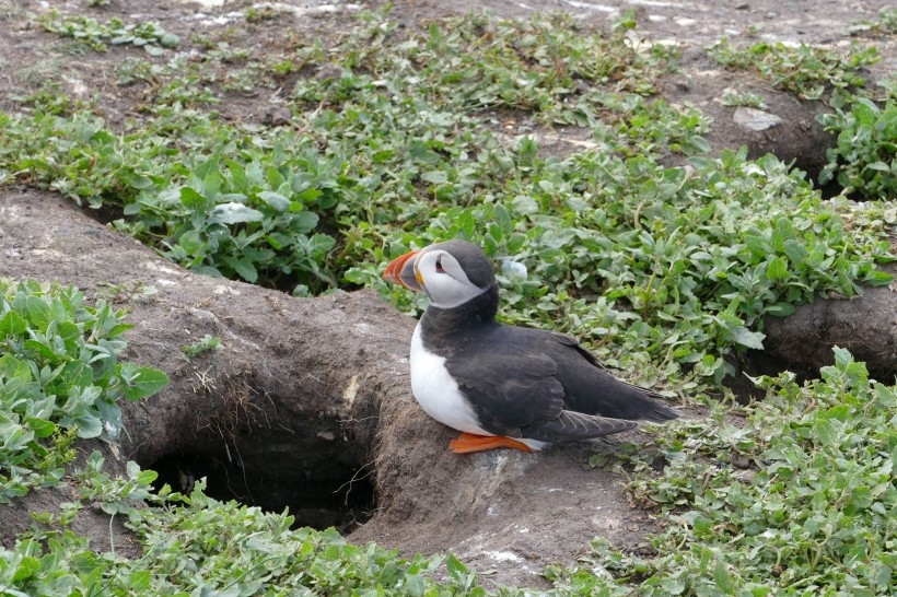 鹦鹉图片 可爱鹦鹉图片