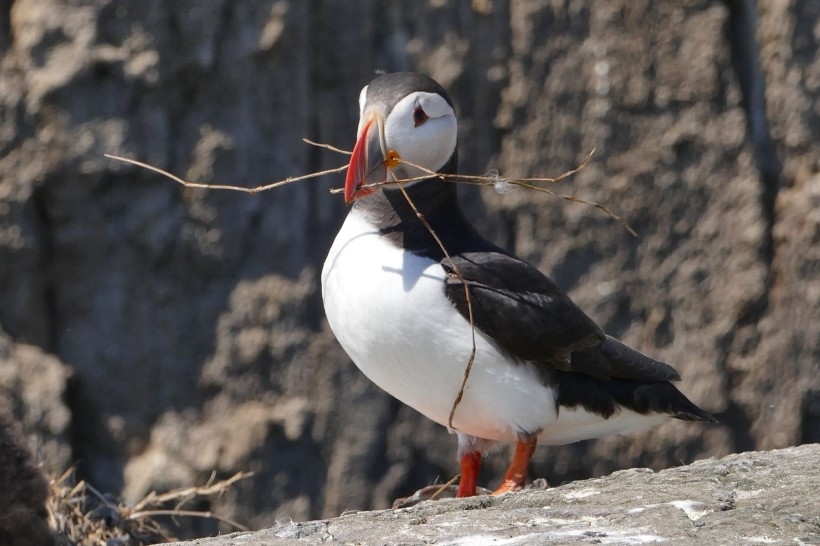 母鹦鹉图片 可爱的鹦鹉图片