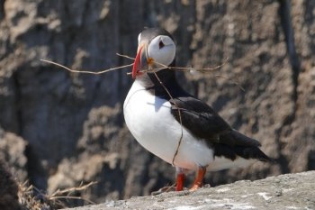 母鹦鹉图片 可爱的鹦鹉图片