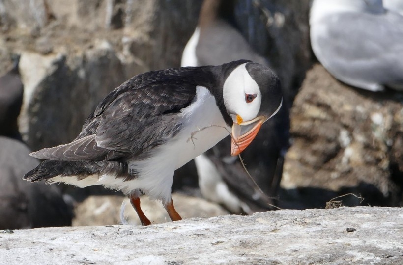 蜜鹦鹉图片 鹦鹉图片