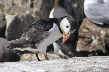 蜜鹦鹉图片 鹦鹉图片