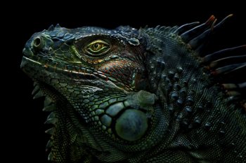 变色龙图片 变色龙图片