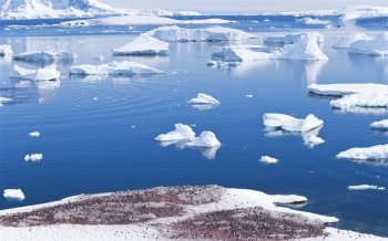 企鹅图片 可爱企鹅图片