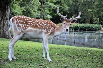 梅花鹿图片 梅花鹿图片