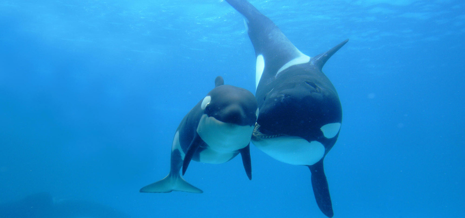 海洋里可爱的鲸鱼高清图片